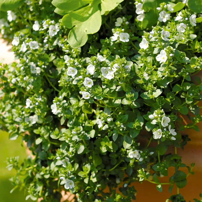 Véronique rampante Veronica repens