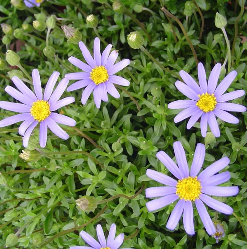 Agathea ou Felicia amelloides. Le pot de 14 cm