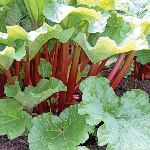 Rhubarbe Bio. Le pot de 2,5 litres