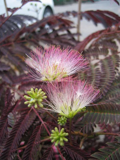 Albizia Summer Chocolate. Le pot de 15 litres