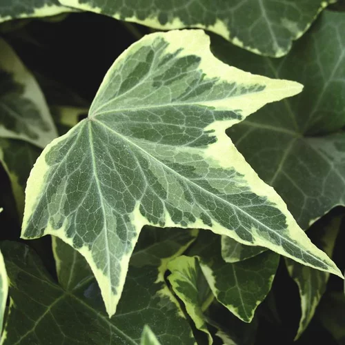 Lierre grimpant ou Hedera au feuillage vert - Le pot de 0,5 litre