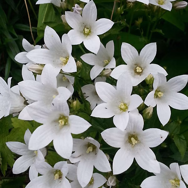 6 x Campanule à fleurs laiteuses 'Alba' – Campanula lactiflora 'Alba', godet 9cm x 9cm