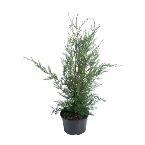 Cyprès de Leyland (CUPRESSOCYPARIS LEYLANDI FASTIGIÉ), en pot de 3 litres