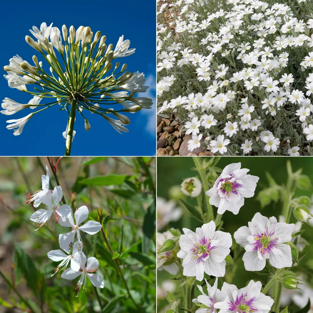 Collection de 9 plantes vivaces à fleurs blanches Agapanthus, cerastium tomentosum, gaura lindheimeri, geranium pratens