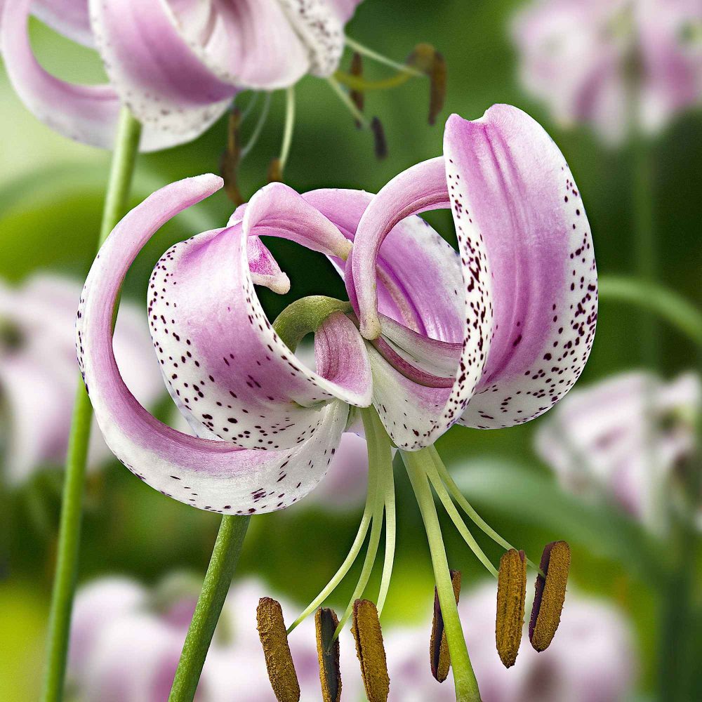 3 Lis lankongense Lilium lankongense