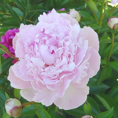 Pivoine Herbacee Sarah Bernhardt - Le pot de 5 litres