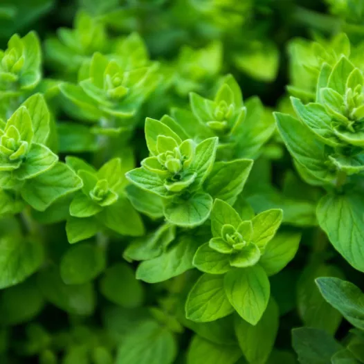 Wilde marjolein (oregano) zaden bio | Aromatische kruidenzaden