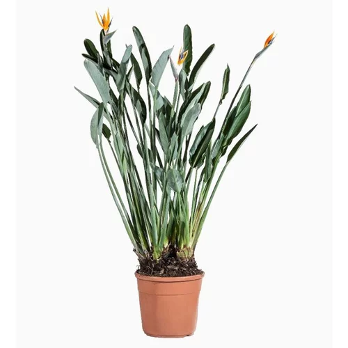 Strelitzia (Oiseau de paradis) en pot de 30 L orange