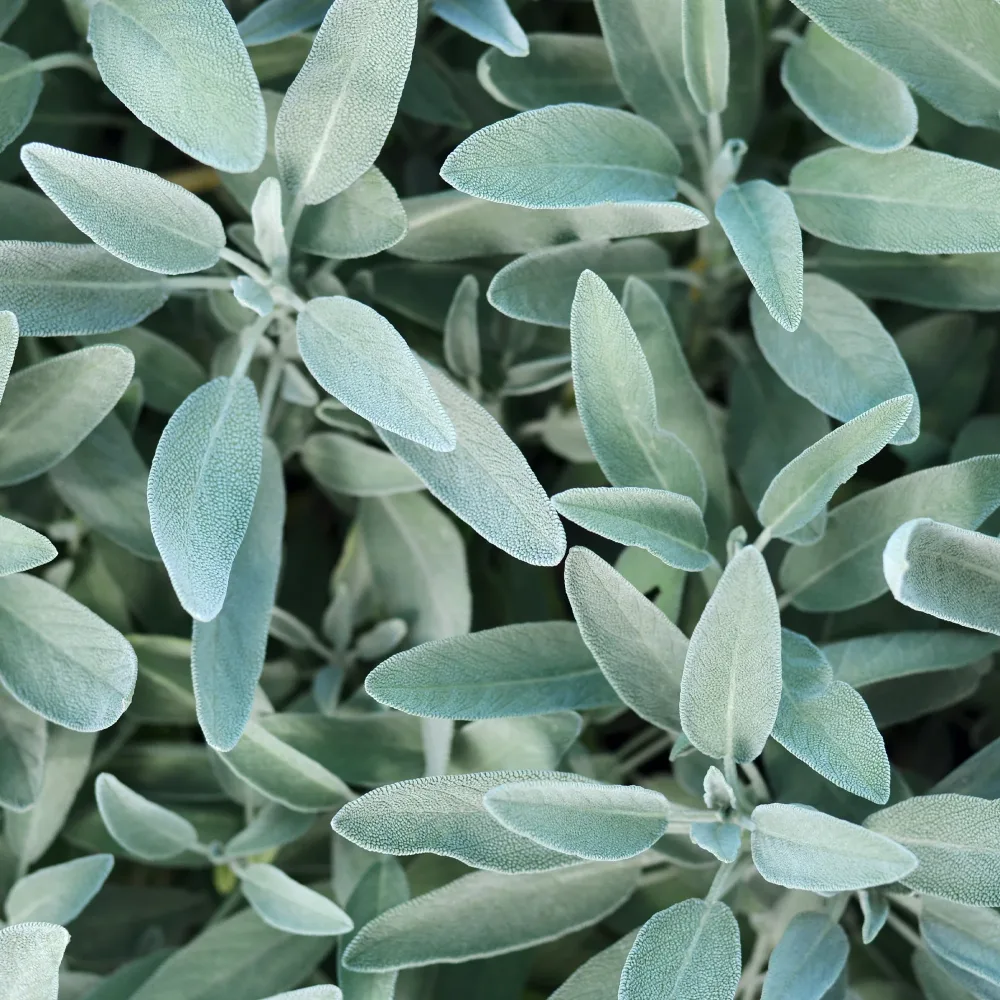 Sauge officinale Salvia officinalis