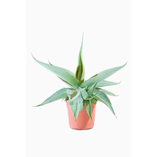 Agave Guiengola (Crème Brûlée) en pot de 7 L vert