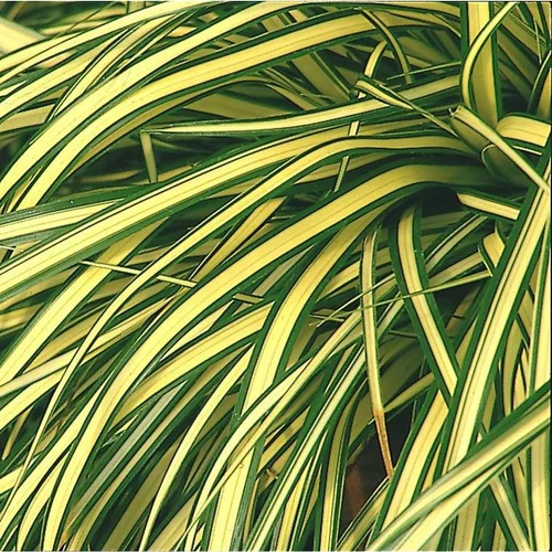Carex oshimensis Evergold ou Laîche d'Oshima Evergold jaune - Le pot de 2 litres
