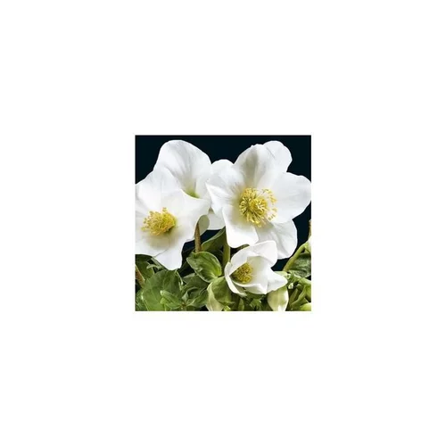 Rose de Noël - Le pot en terre cuite