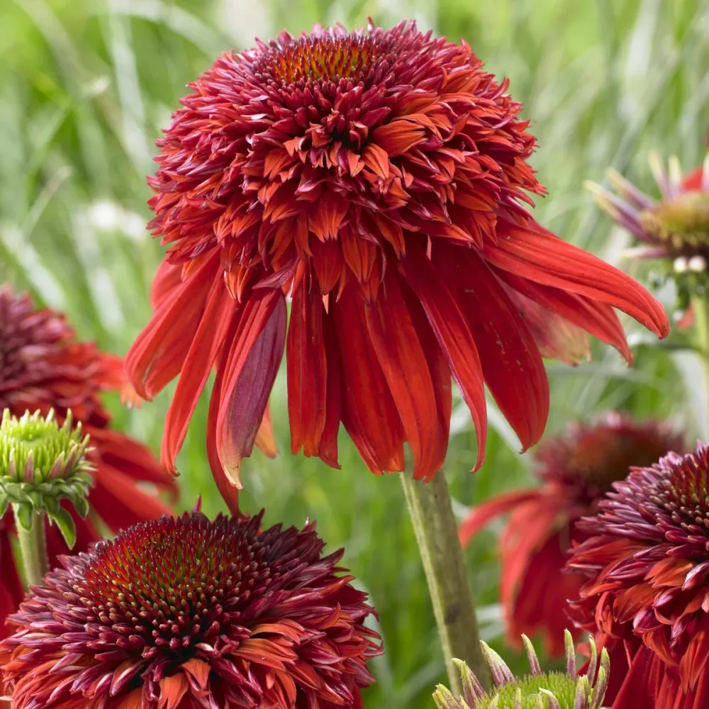 Echinacée pourpre Eccentric Echinacea purpurea Eccentric