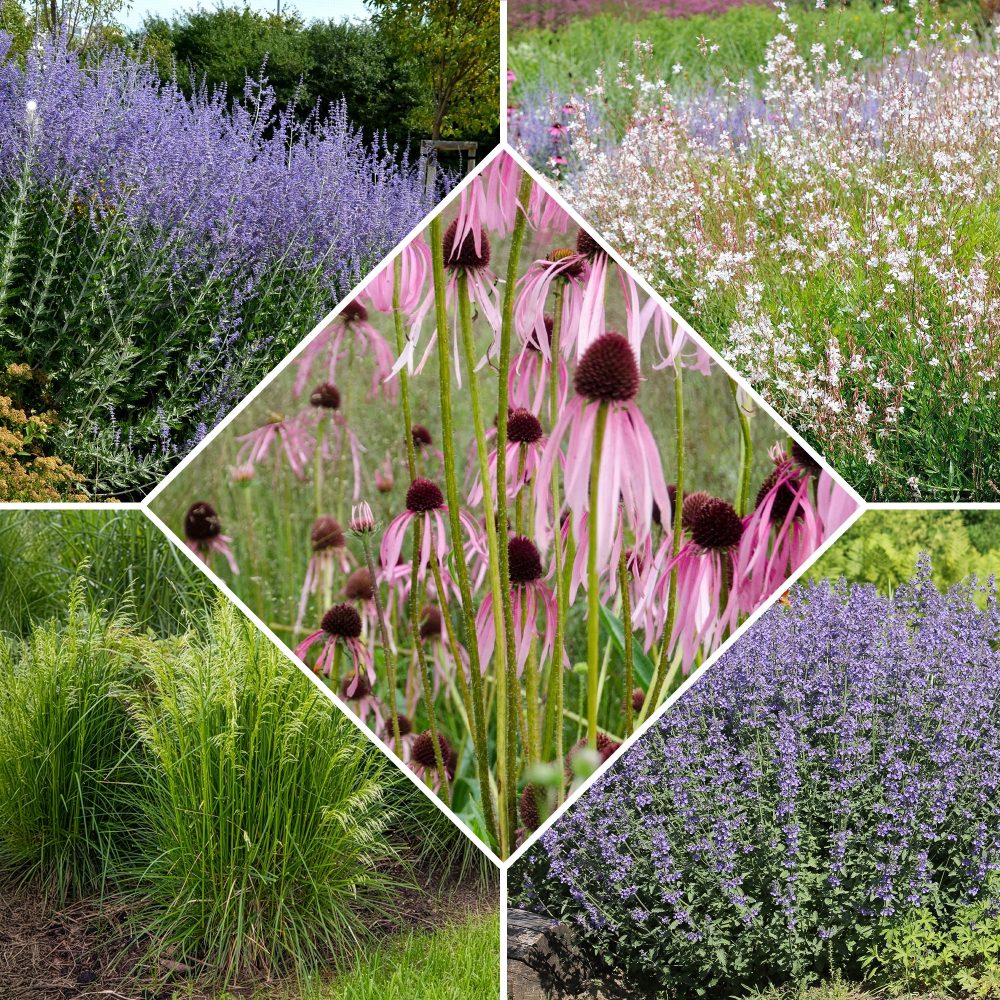 5 Vivaces pour massif ensoleillé Deschampsia cespitosa, Gaura lindheimeri, Nepeta faassenii, Perovskia atriplicifolia, Echinacea pallida