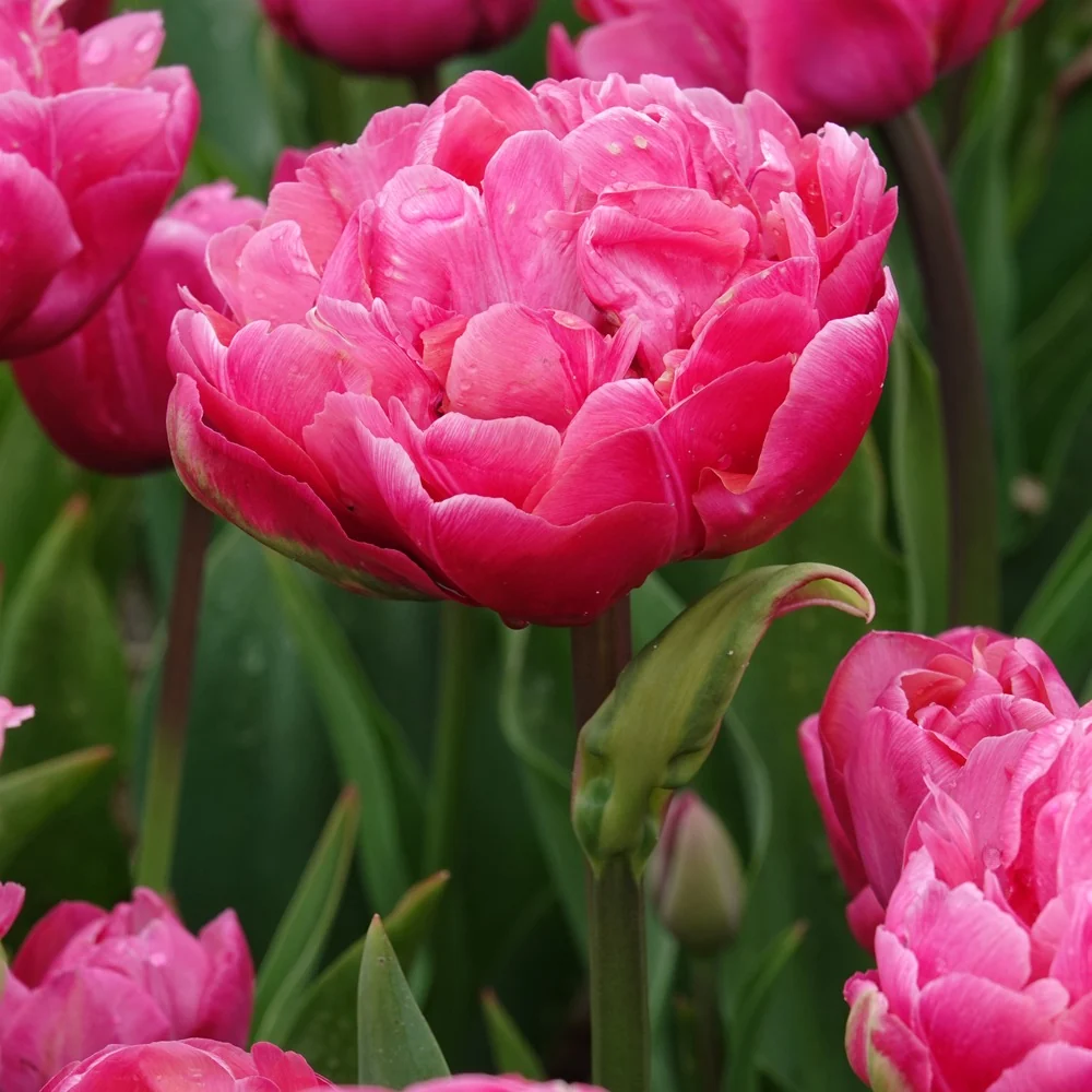 7 Tulipes doubles Amazing Grace Tulipa 'amazing grace'