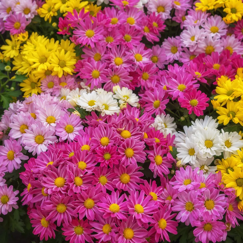 Chrysanthème multifleur carnaval Chrysanthemum indicum