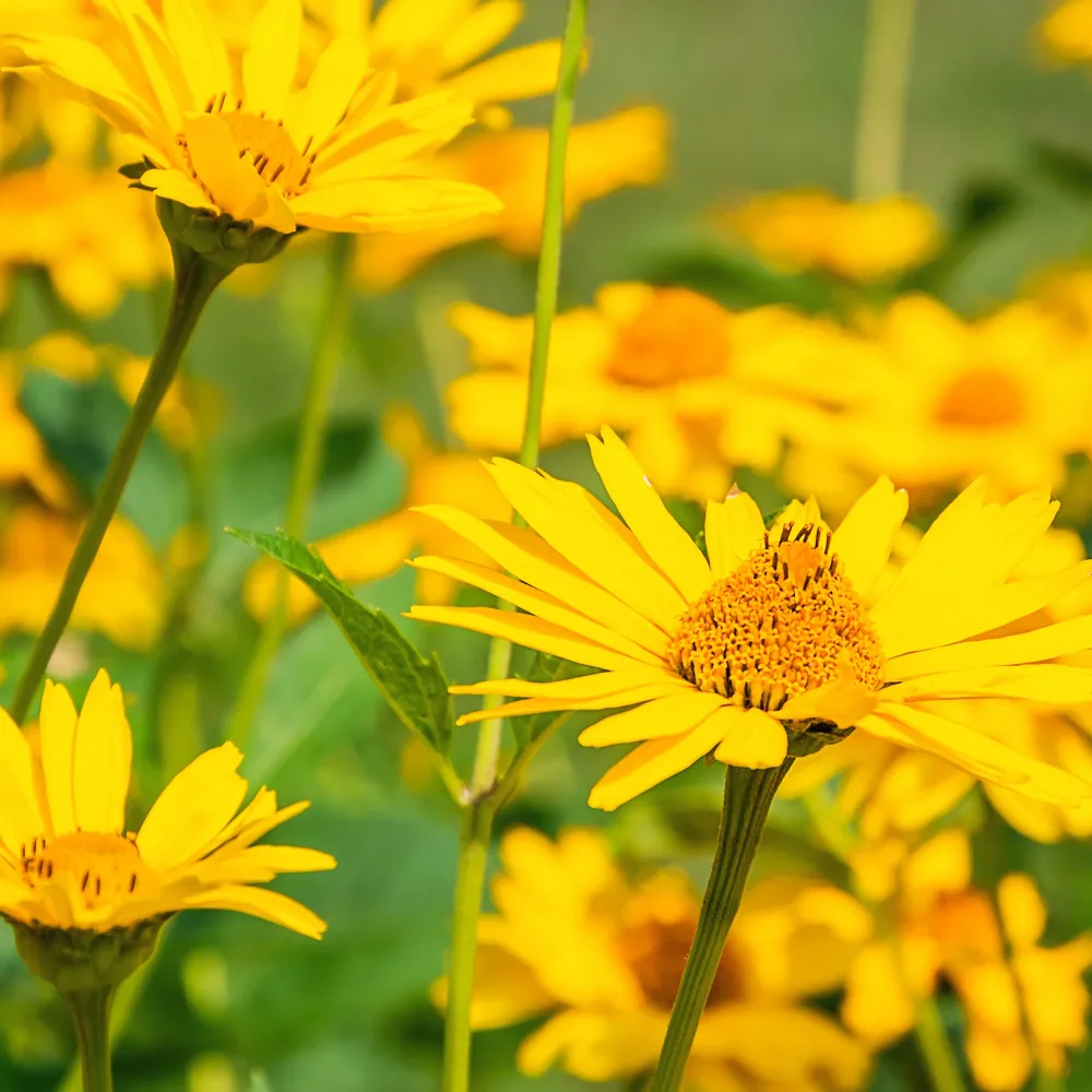 Arnica des montagnes Arnica montana