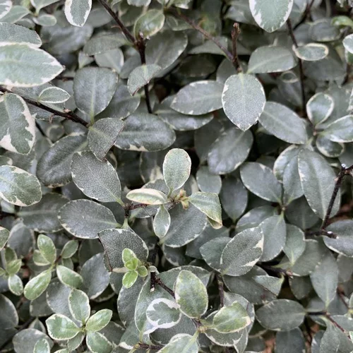 Pittosporum Tenuifolium Midget. Le pot de 25 litres, forme libre