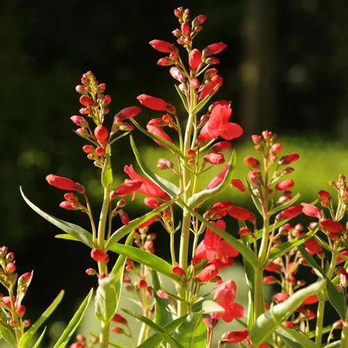 Penstemon riding hood series rouge en pot de 2 L