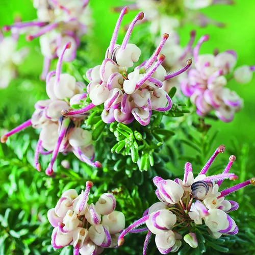 Grevillea Mount Tamboritha rose botanic®. Le pot de 3 litres