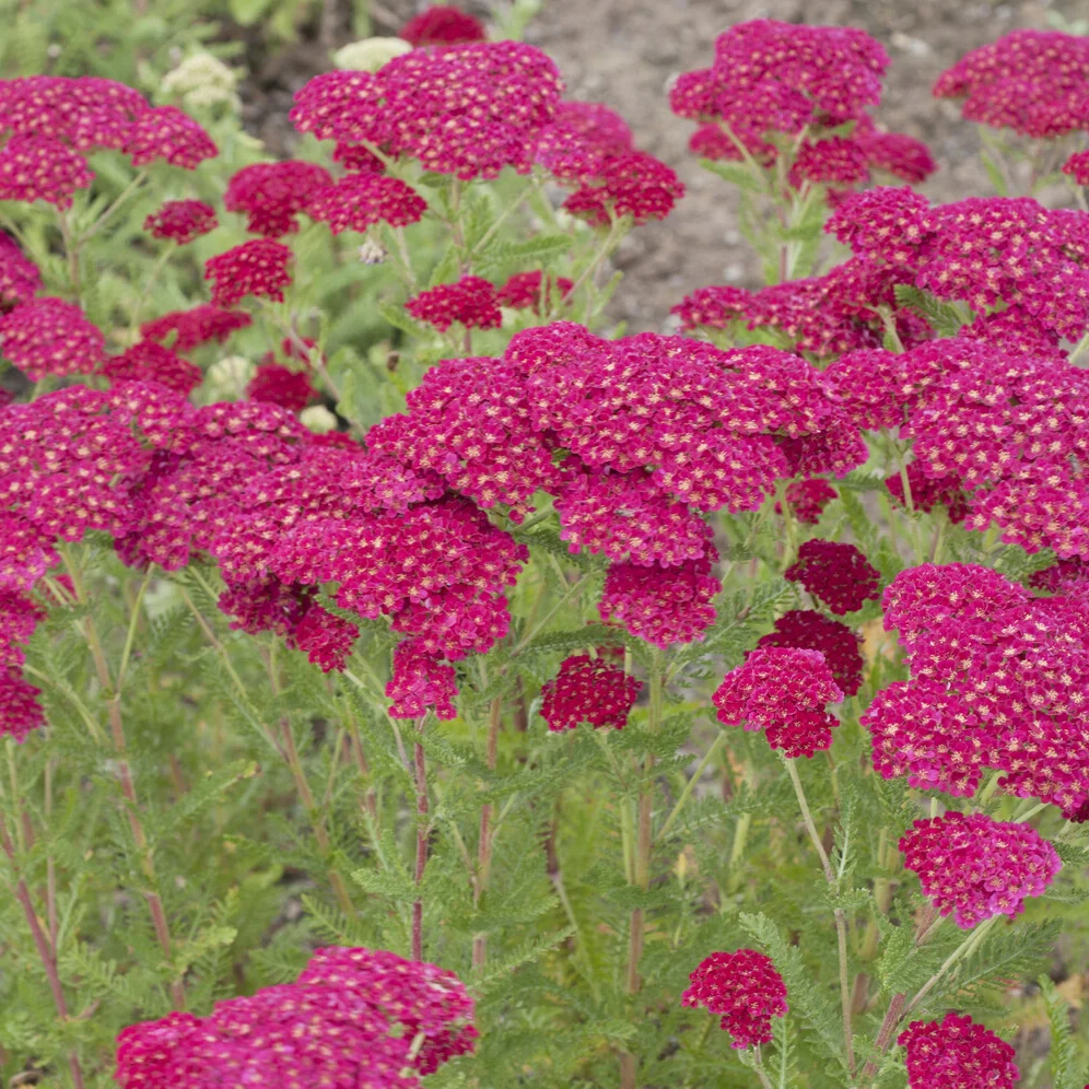 Achillée millefeuille Pomegranate Achillea millefolium Pomegranate