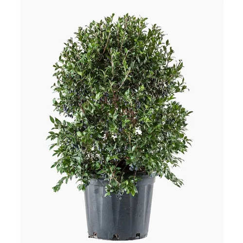 Myrtus Luma (Myrte du Chili) en pot de 30 L vert