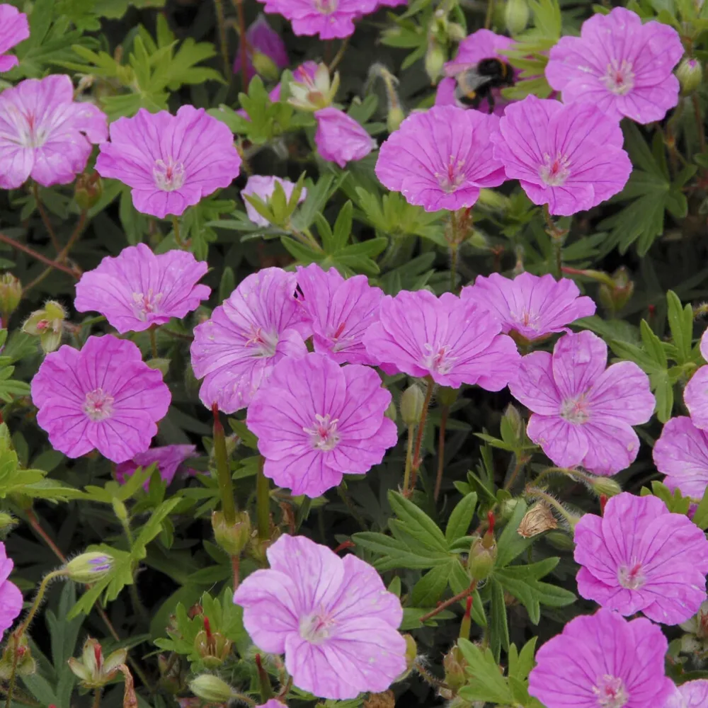 Géranium vivace sanguin Ankum's Pride Geranium sanguineum Ankum's Pride