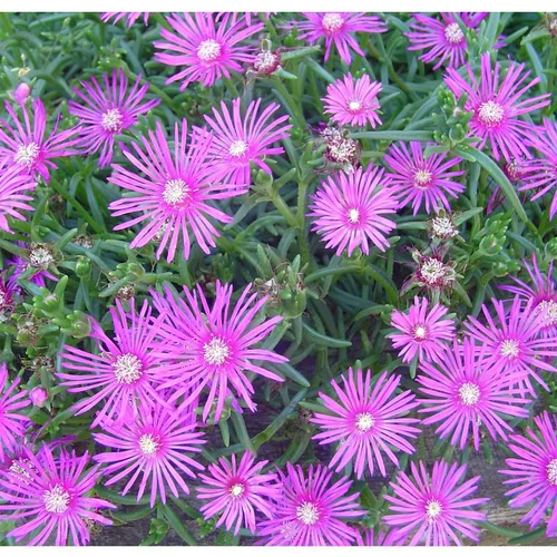 Delosperma cooperi ou Pourpier de Cooper à fleurs roses - La barquette de 6 plants