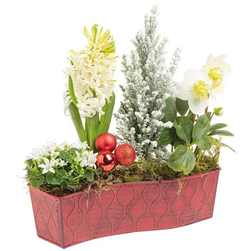 Composition de Noël fleurs en chemin de table - 25 cm