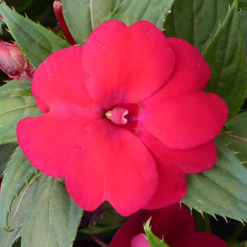 Impatiens ou Impatience Sunpatiens à fleurs multicolores - Le pot de 0,5 litre