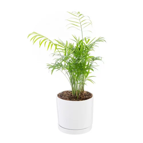 Chamaedorea Elegans vert en pot blanc émaillé botanic®. Le pot Ø 15 cm