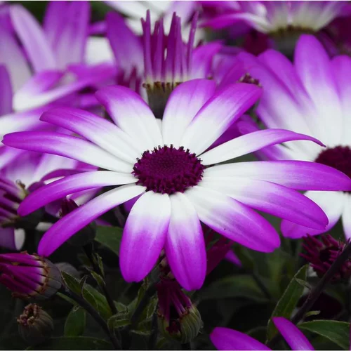 Cinéraire senetti - Le pot de 2,5 litres