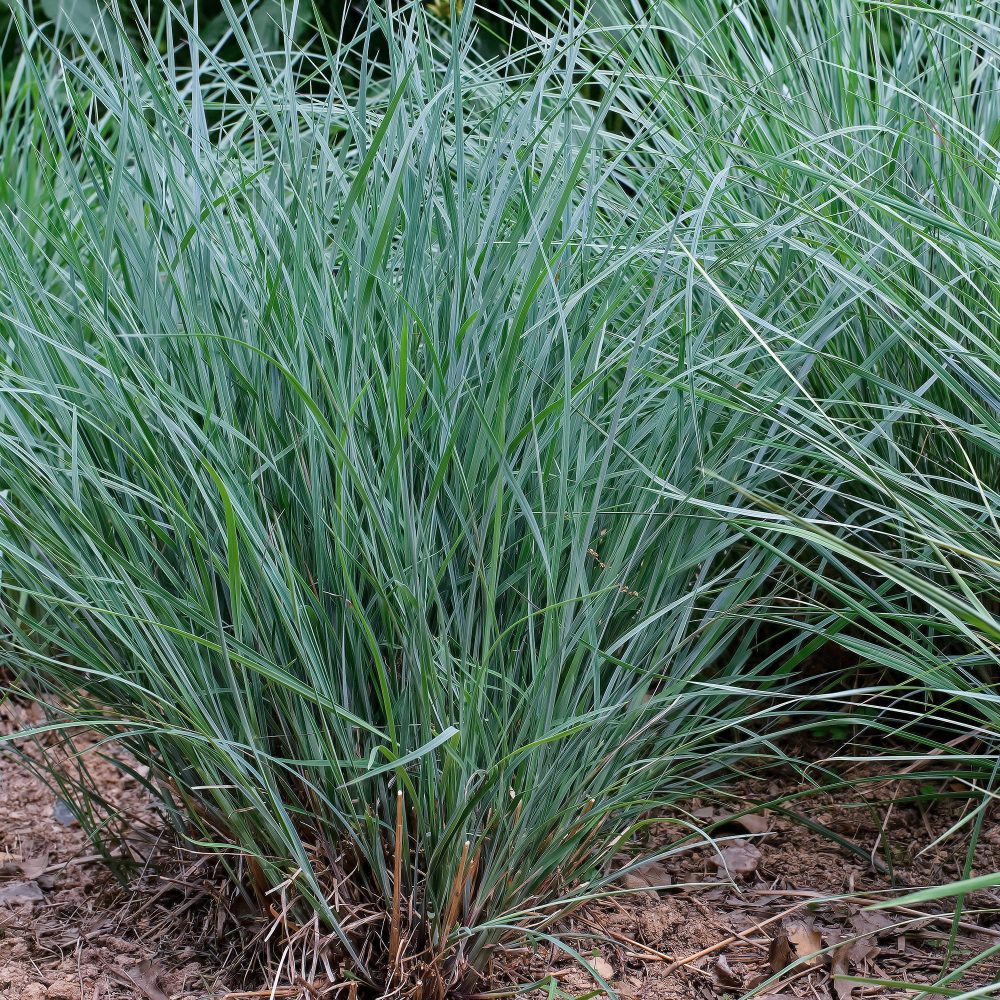Andropogon Prairie Blues Andropogon gerardii Prairie Blues