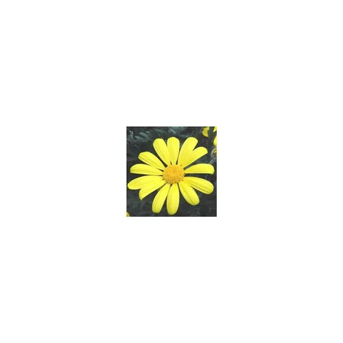 Euryops Pectinatus - Avec cache pot