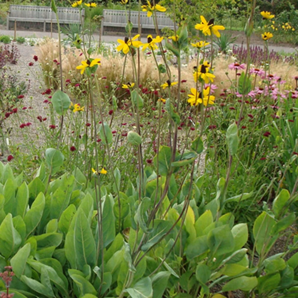 Rudbeckia géante Rudbeckia maxima