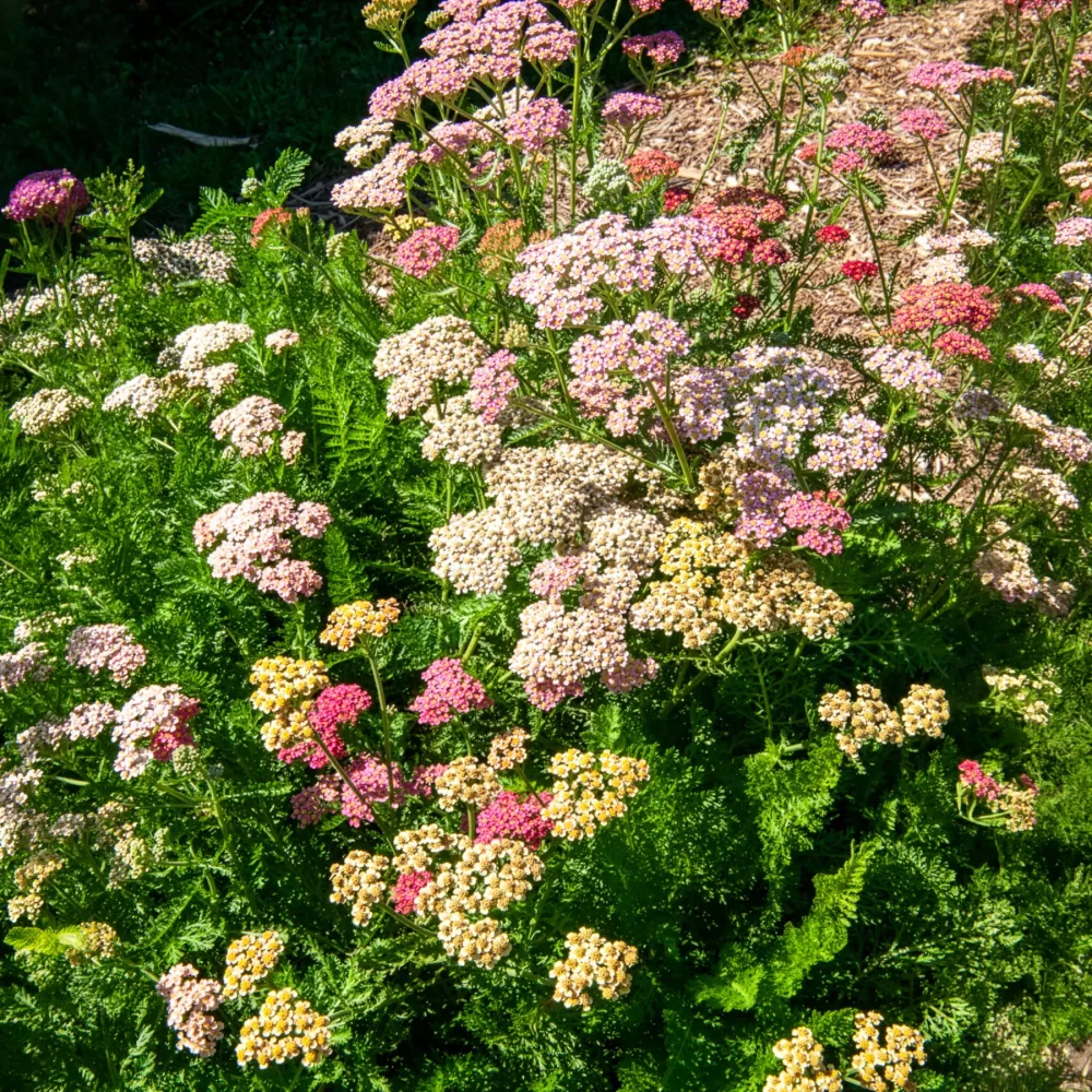 Achillées millefeuille Summer Pastels F2 en mélange Achillea millefolium summer pastels f2
