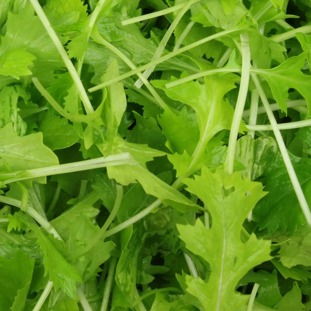 Pousses de navettes - Mesophylla Bio Brassica rapa
