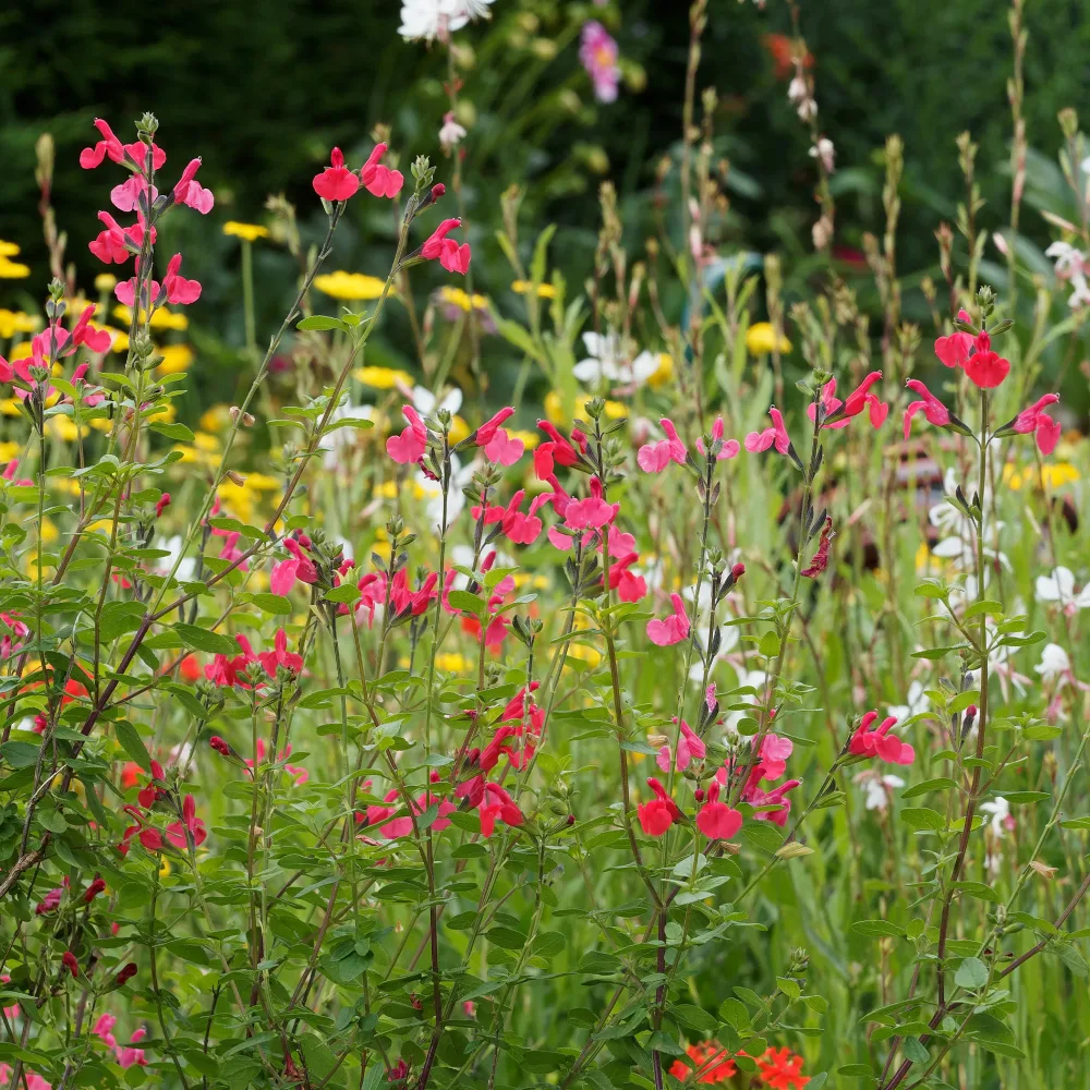Sauge arbustive Pink Beauty Salvia microphylla pink beauty
