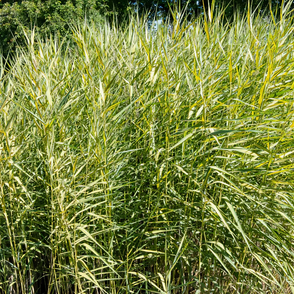 Roseau panaché Phragmites australis variegatus