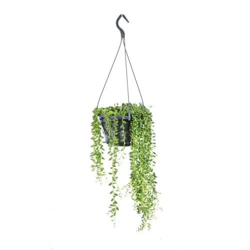 Senecio Herreanus suspension Ø14x30 cm