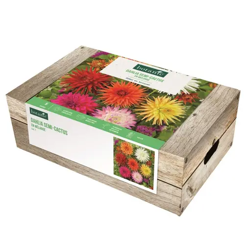 Cagette de bulbes de fleurs Dahlia semi-cactus en mélange botanic® – 5 bulbes