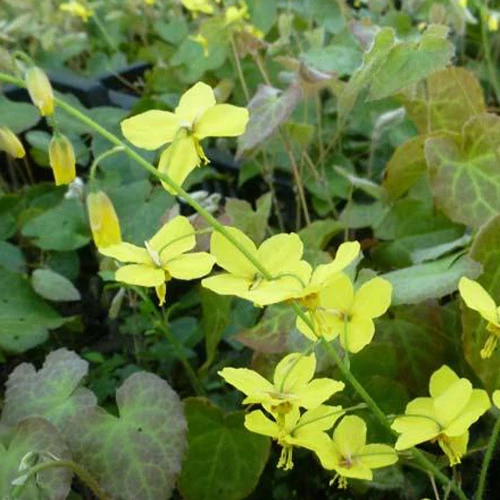 Epimedium perralderianum Epimedium perralderianum