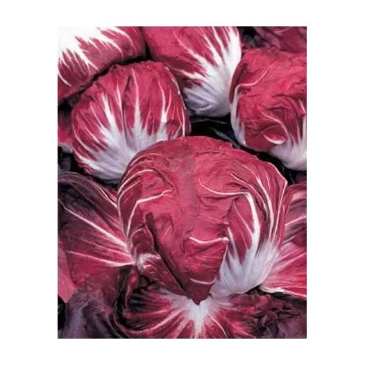 Biologische zaden van Andijvie Radicchio Rouge de Vérone