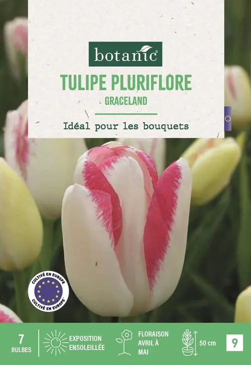 Bulbes de fleurs Tulipe pluriflore Graceland rose botanic® - 7 bulbes