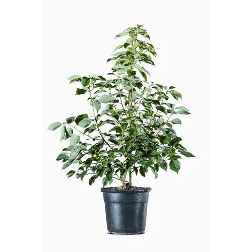 Cinnamonium Camphora (Camphrier Buisson) en pot de 3 L vert