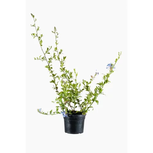 Plumbago Auriculata (Dentelaire du cap) en pot de 2 L bleu