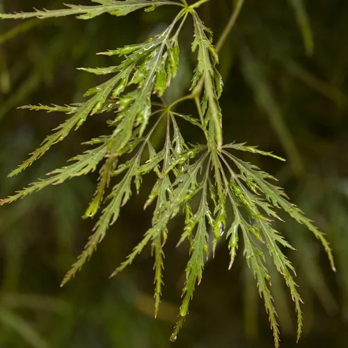 Acer Palmatum Dissectum Ornatum (Erable du Japon) en pot de 200 L rouge