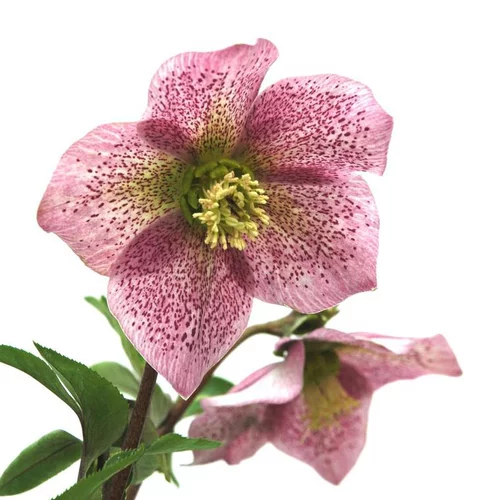 Hellébore (ou Rose de Noël) - Le pot de 1,5 litres