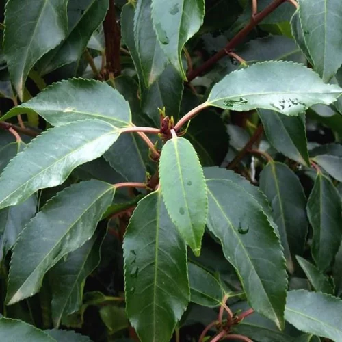Prunus Lusitanica Angustifolia 80/100 cm en pot de 15 L