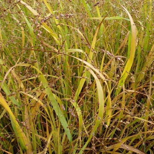 Panic érigé Stafa Panicum virgatum stäfa